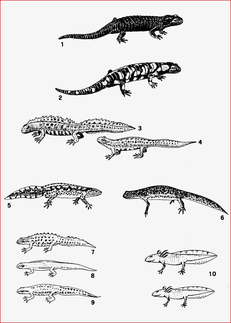 Molche Und Salamander