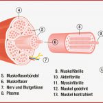 Muskeln Aufbauen Muskel Aufbau Durch Super Kompensation