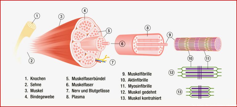 Muskeln aufbauen Muskel Aufbau durch Super Kompensation