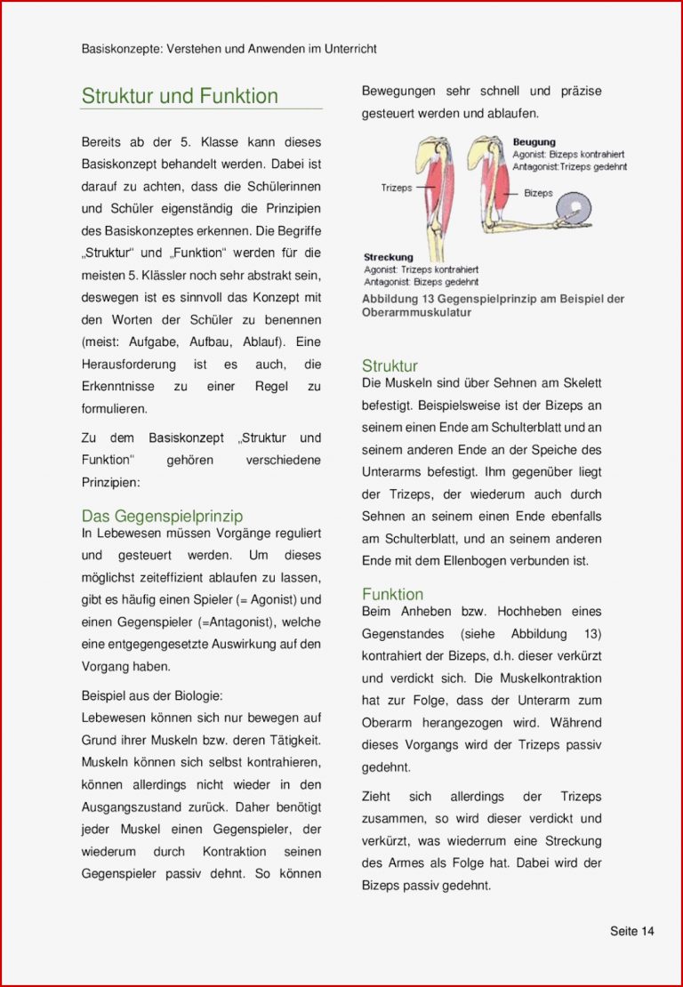 Muskeln Gegenspieler Arbeitsblatt