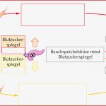 Muskeln Gegenspieler Arbeitsblatt