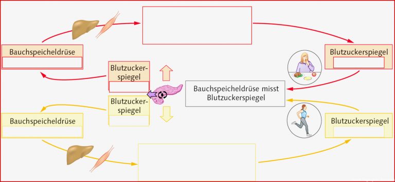 Muskeln Gegenspieler Arbeitsblatt