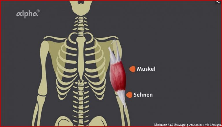 Muskeln Gegenspieler Arbeitsblatt