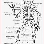 Muskulatur Mensch Arbeitsblatt Deutsch William Wheeler