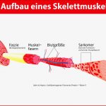 Muskulatur Und Aminosäuren Feine Hilfen