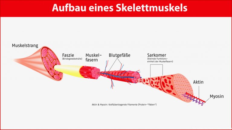 Muskulatur und Aminosäuren Feine Hilfen