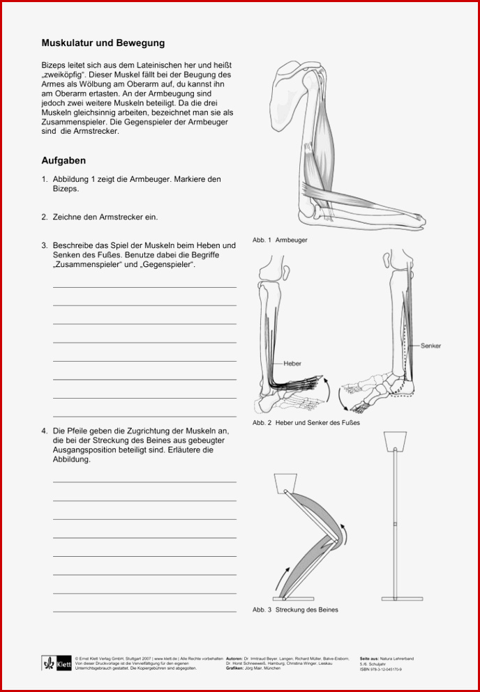 Muskulatur Und Bewegung