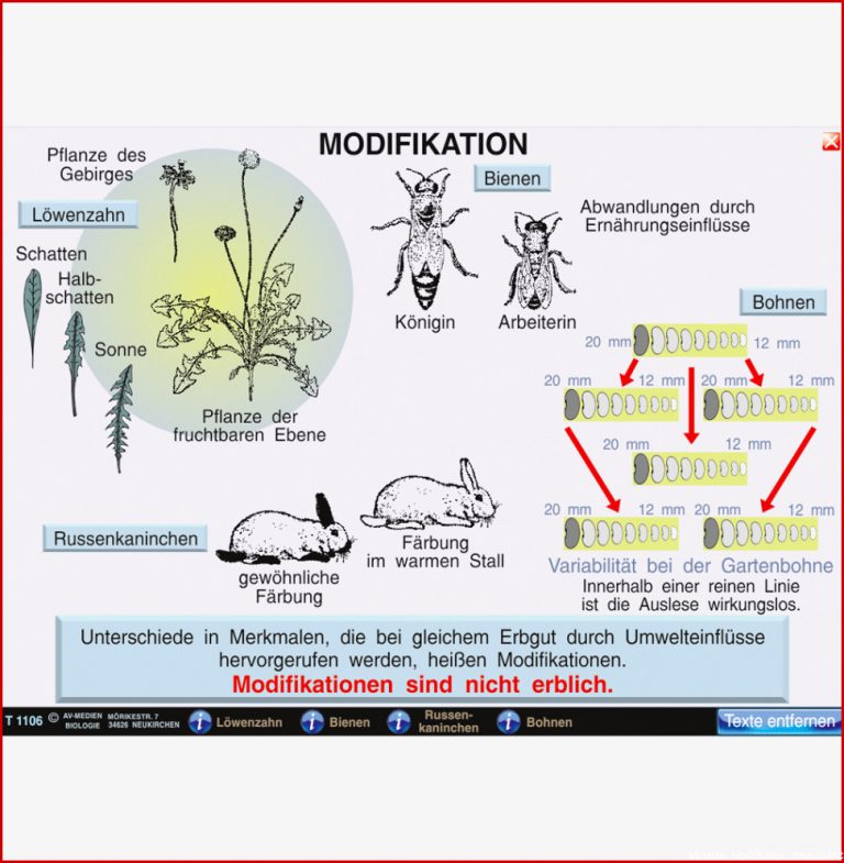 Mutation Modifikation St 1016