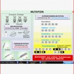 Mutation Modifikation St 1016