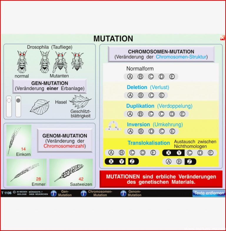 Mutation Modifikation ST 1016