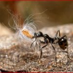 Myrmekochorie