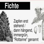 Nadelbäume Fichte