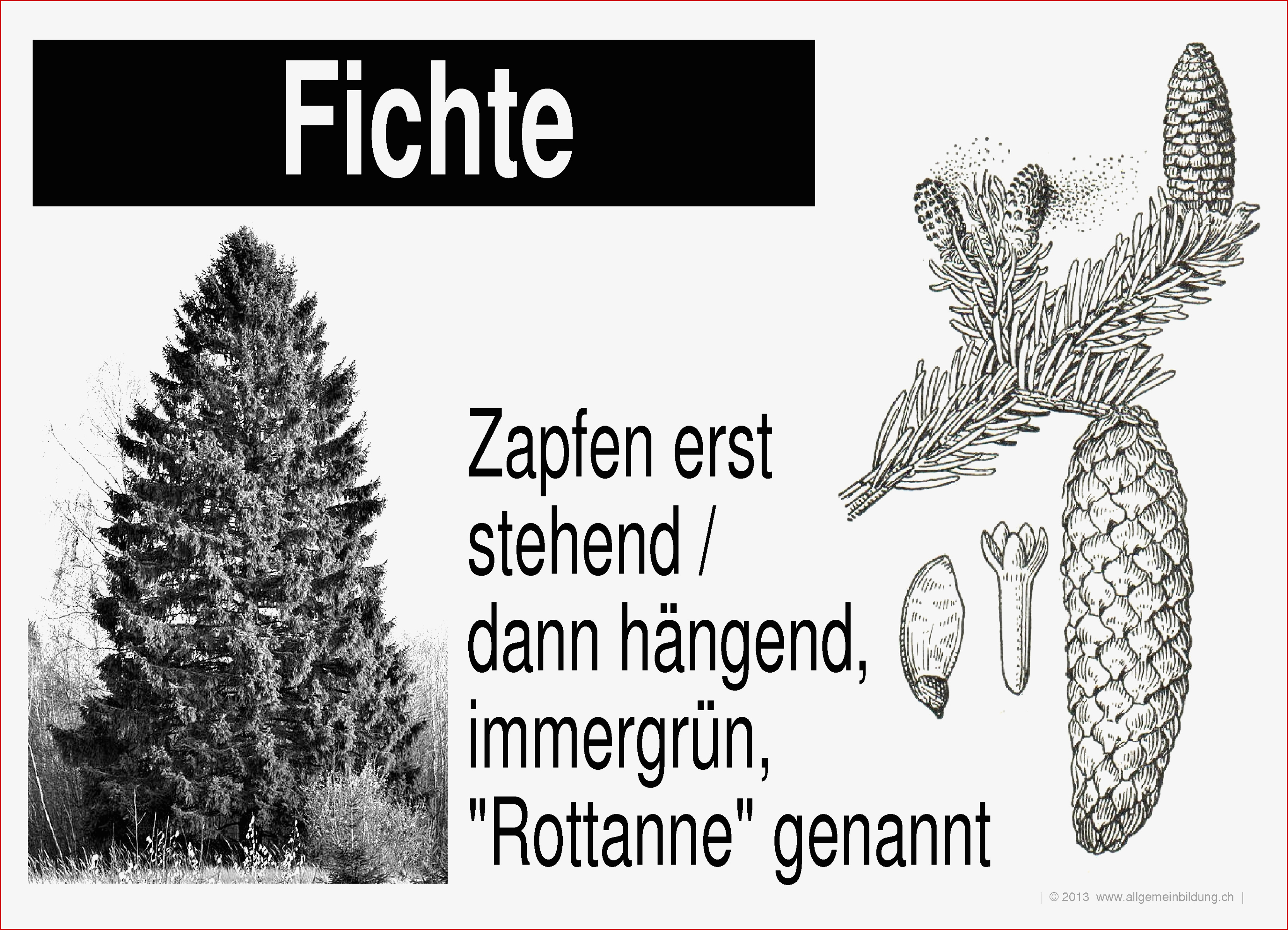 Nadelbäume Fichte