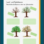 Nadelbäume Laubbäume