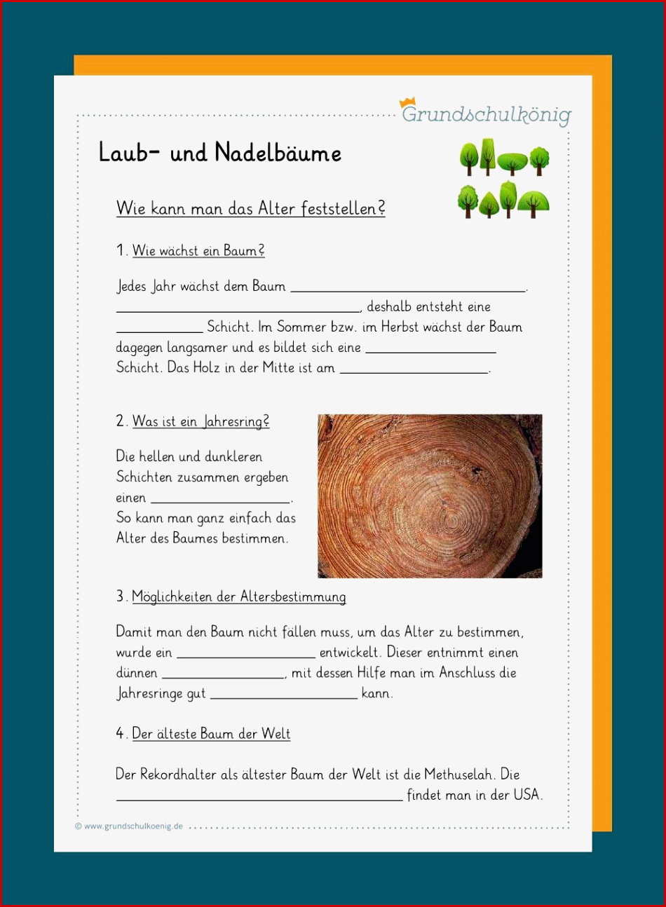 Nadelbäume Laubbäume