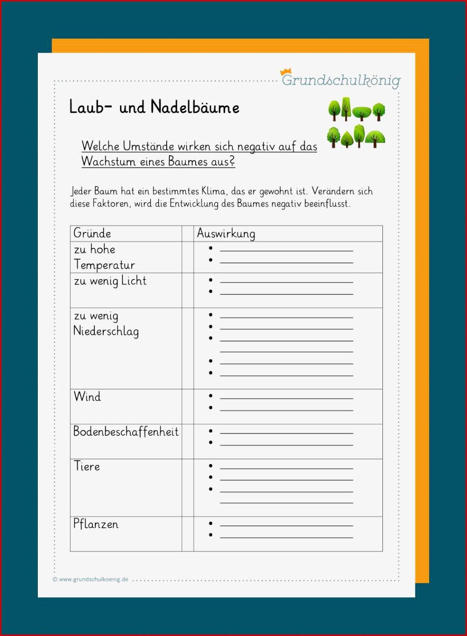 Nadelbäume Laubbäume