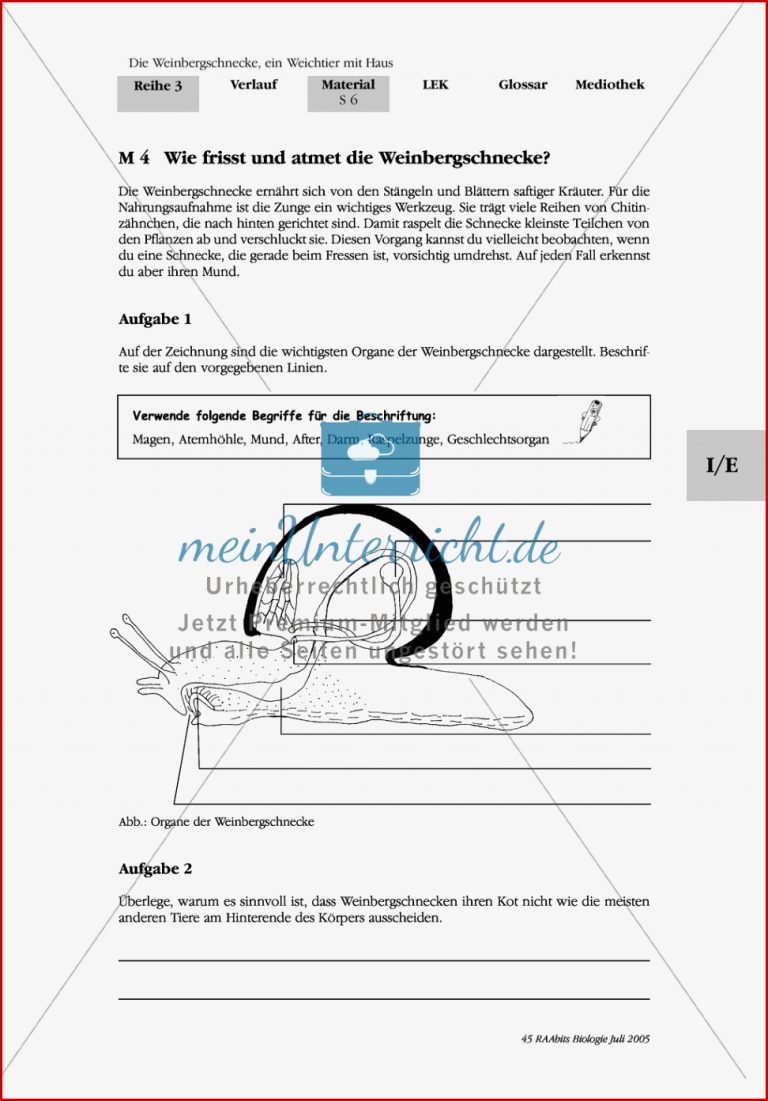 Nahrungsaufnahme und Atmung bei der Weinbergschnecke