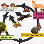 Nahrungsbeziehungen Und Lebensgemeinschaften Online Lernen