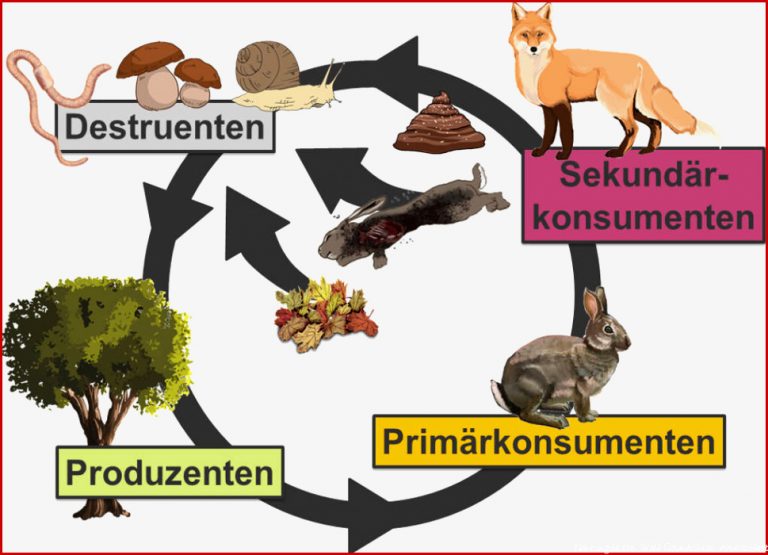 Nahrungsbeziehungen und Lebensgemeinschaften online lernen