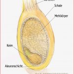 Natura Biologie Ernst Klett Verlag Arbeitsblätter Biologie