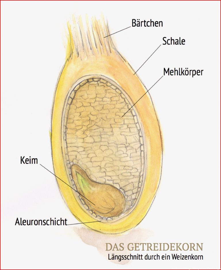 Natura Biologie Ernst Klett Verlag Arbeitsblätter Biologie