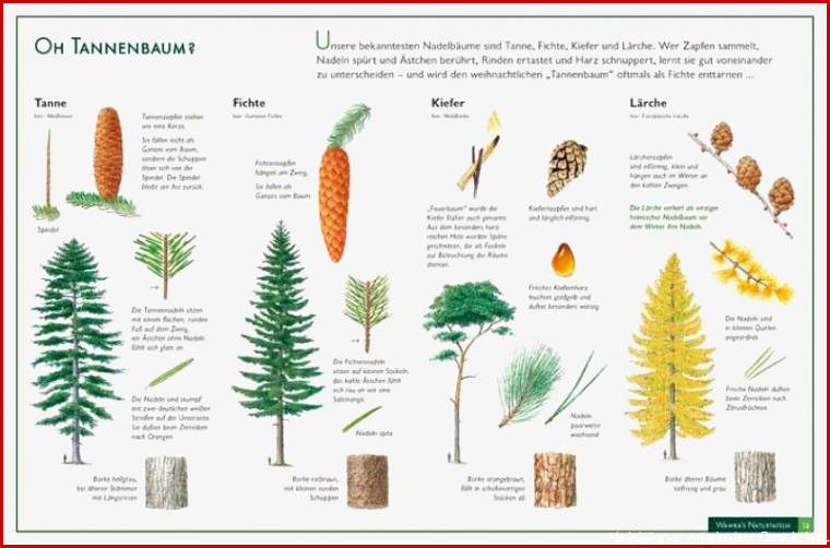 Naturtafel Nadelbäume elk Verlag