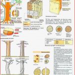 Necronomicons Holzbautechnik Grundkurs Für Grower