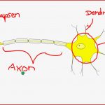 Nervenzelle Aufbau Unbedingt Beschreibung Beachten