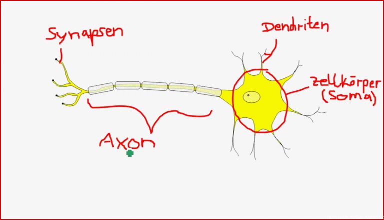 Nervenzelle Aufbau Unbedingt Beschreibung Beachten