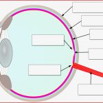 Netzhaut Des Auges Retina Aufbau Und Funktion