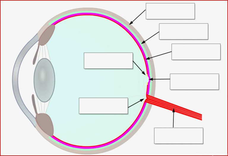 Netzhaut Des Auges Retina Aufbau Und Funktion