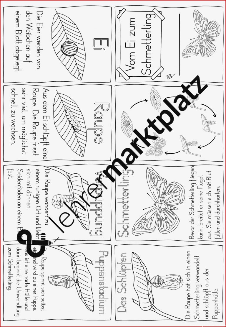 Neu Vom Ei Zum Schmetterling Arbeitsblatt zum Herunterladen Neu Vom Ei Zum Schmetterling Arbeitsblatt