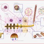 Neue Methode Zum Drucken Winziger Funktioneller organe