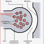 Neurobiologie Helmich 1 1 1 1 Bau Einer Nervenzelle