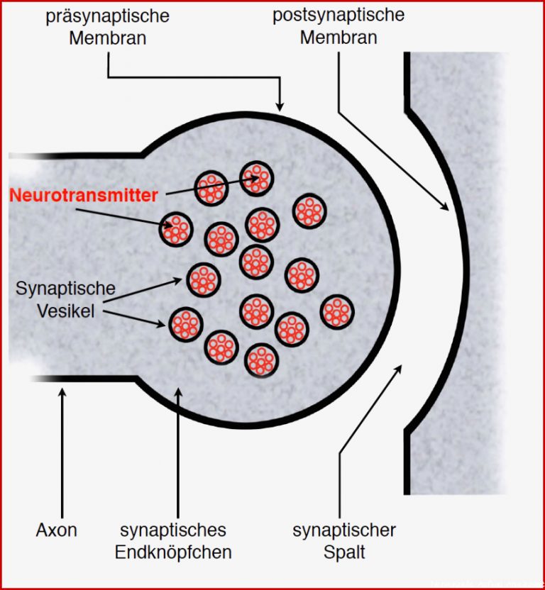 Neurobiologie Helmich 1 1 1 1 Bau einer Nervenzelle