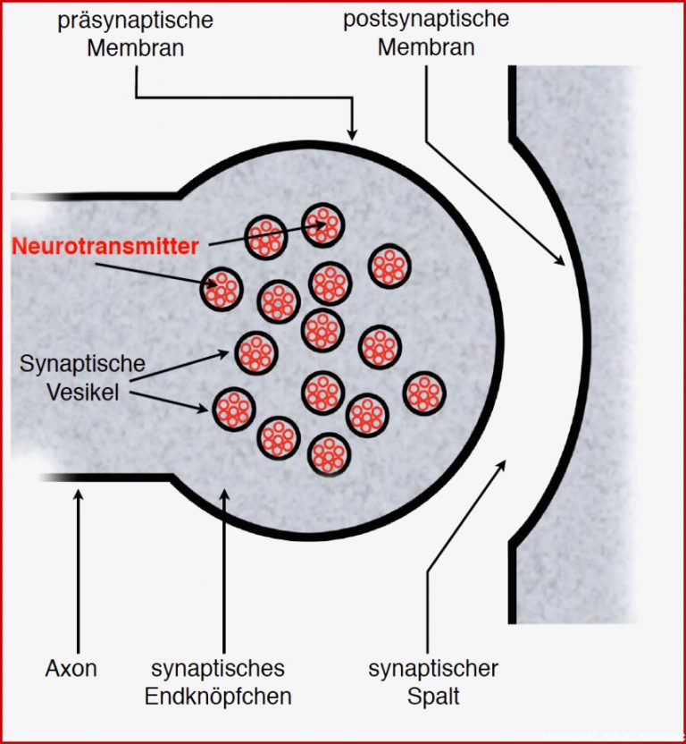 Neurobiologie Helmich 1 1 1 1 Bau Einer Nervenzelle