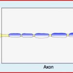 Neurobiologie Helmich 1 1 1 1 Bau Einer Nervenzelle