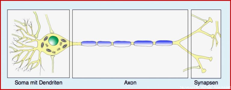 Neurobiologie Helmich 1 1 1 1 Bau einer Nervenzelle