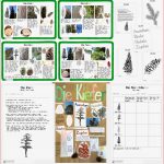 Noch Mehr Zum Wald Welche Bäume Wachsen Wo Blog
