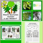 Noch Mehr Zum Wald Welche Bäume Wachsen Wo Blog