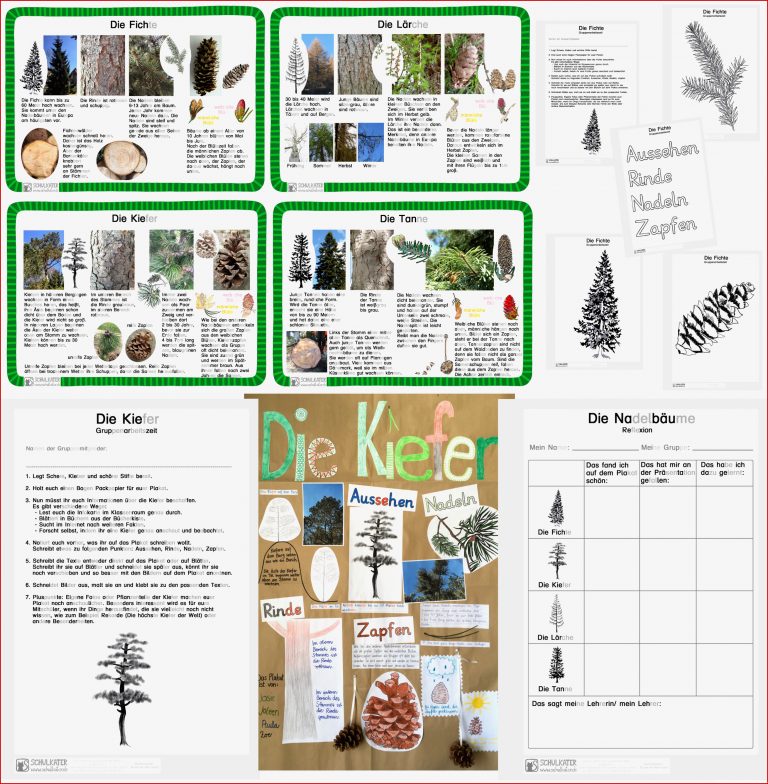 Noch Mehr Zum Wald Welche Bäume Wachsen Wo Blog