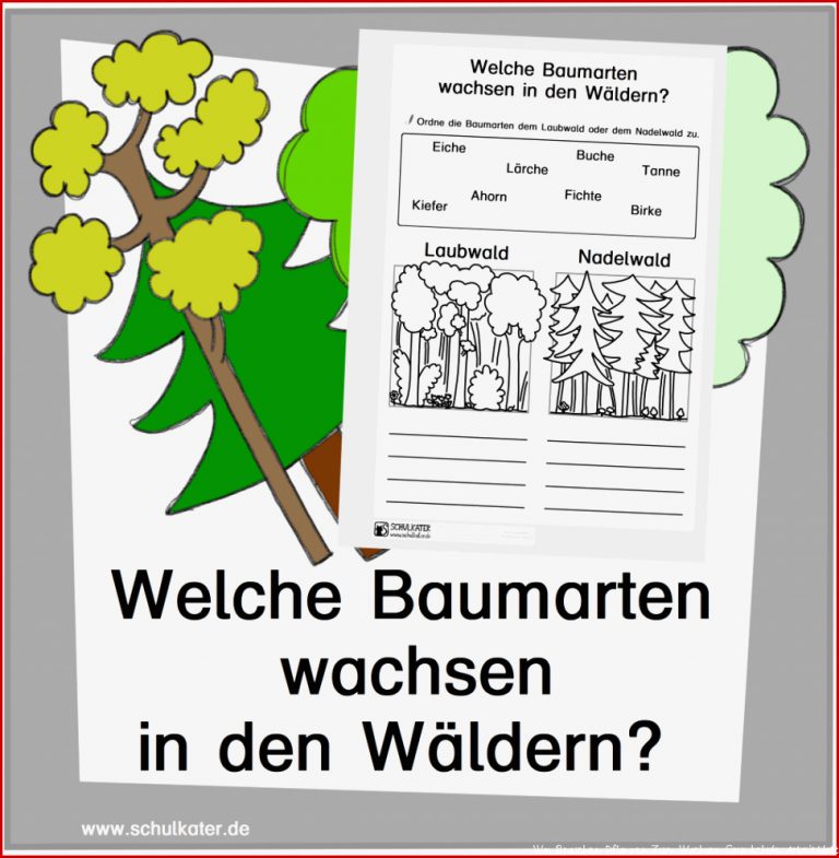 Noch mehr zum Wald Welche Bäume wachsen wo Blog