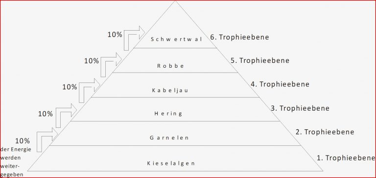 Ökologie Nahrungsbeziehungen