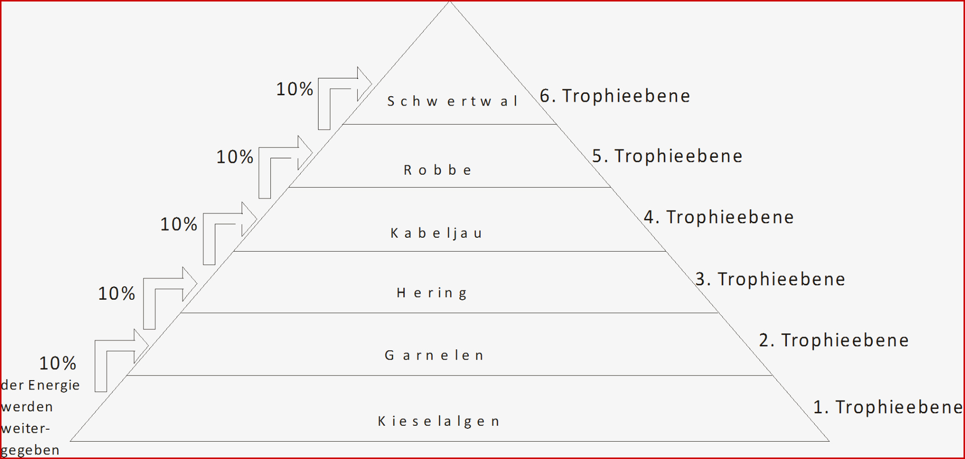 Ökologie Nahrungsbeziehungen