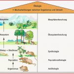 Ökologie – Neubecks Seiten