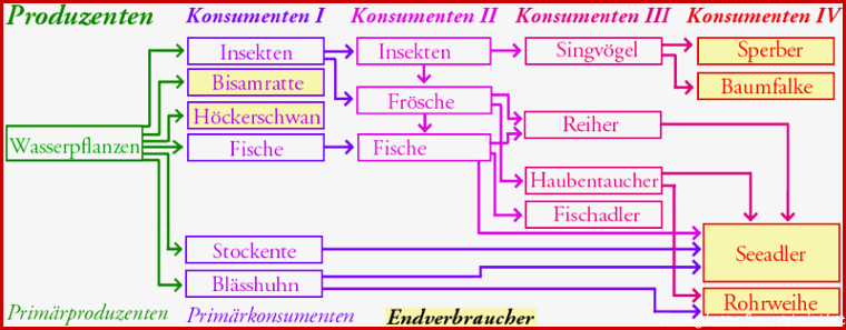 Ökologie Ökosystem See