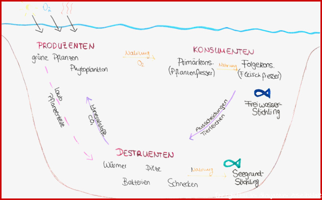 Ökosystem See Erklärungsversuch 1 Bio einfach erklärt