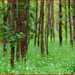 Ökosystem Wald Stockwerke Des Waldes Niedersächsischer