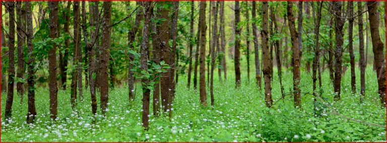 Ökosystem Wald Stockwerke des Waldes Niedersächsischer