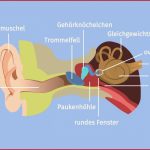 Ohr Aufbau & Funktion Biologie 7 8 Klasse